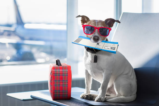 Traveling with Pets: Tips for Bringing Furry Friends Along on Your Adventures